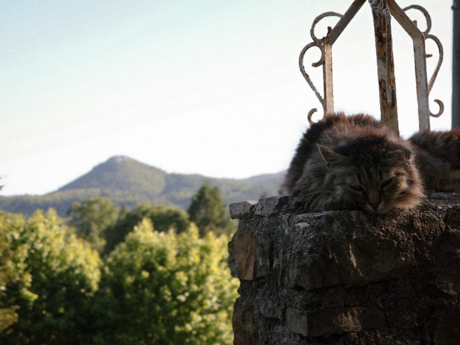Chat sauvage allongé sur un muret avec un paysage de montagne en arrière-plan – photographie animalière en extérieur par Luminéo