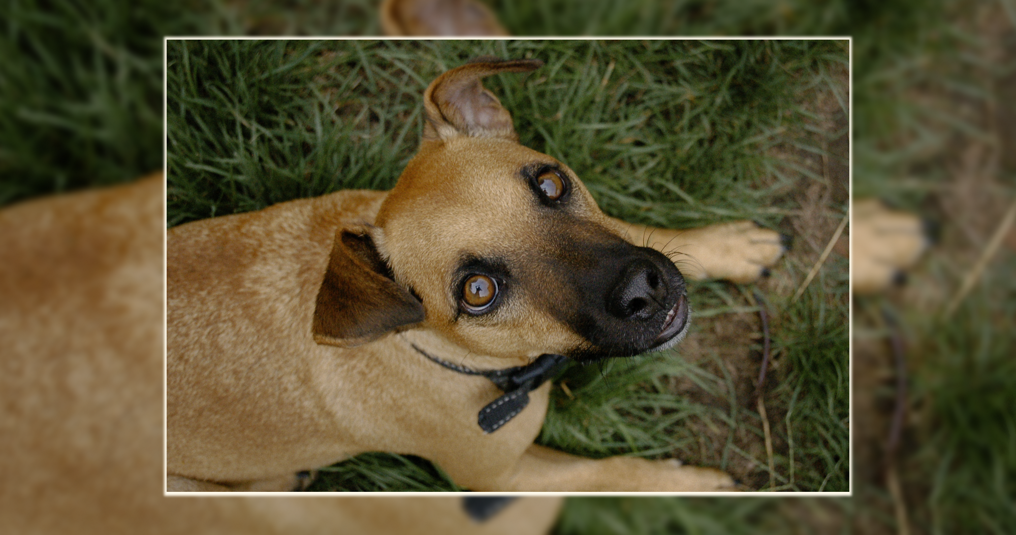Portrait chien naturel – Luminéo Chien regardant l’objectif en étant allongé dans l’herbe – photographie animalière naturelle par Luminéo