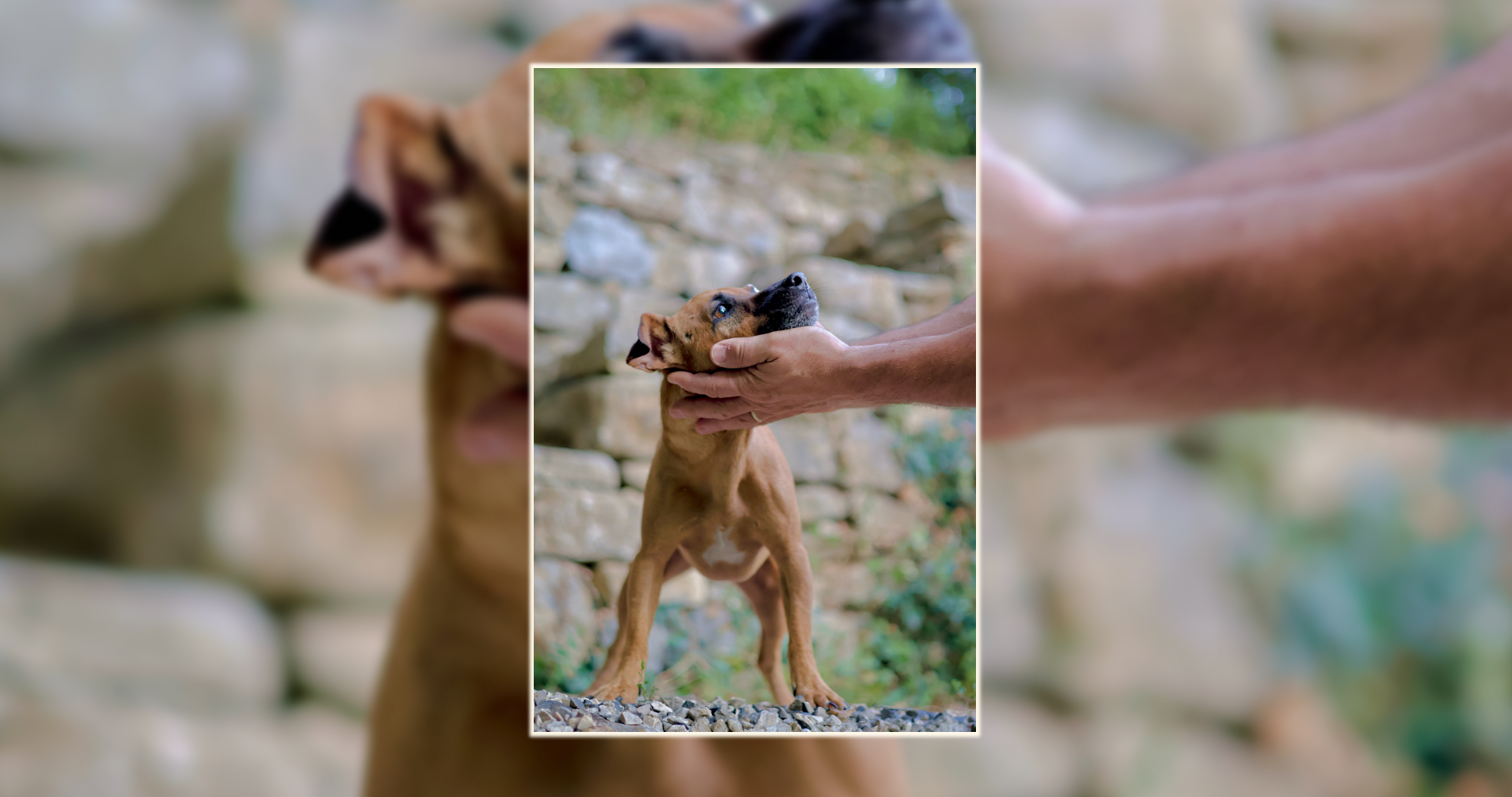 Chien portrait extérieur – Lumineo Petit chien regardant vers le haut, saisi dans une scène extérieure naturelle – photographie animalière Luminéo